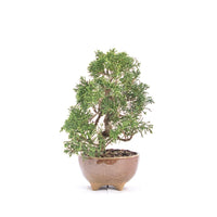 Chinesischer Wacholder 'Juniperus chinensis itoigawa'