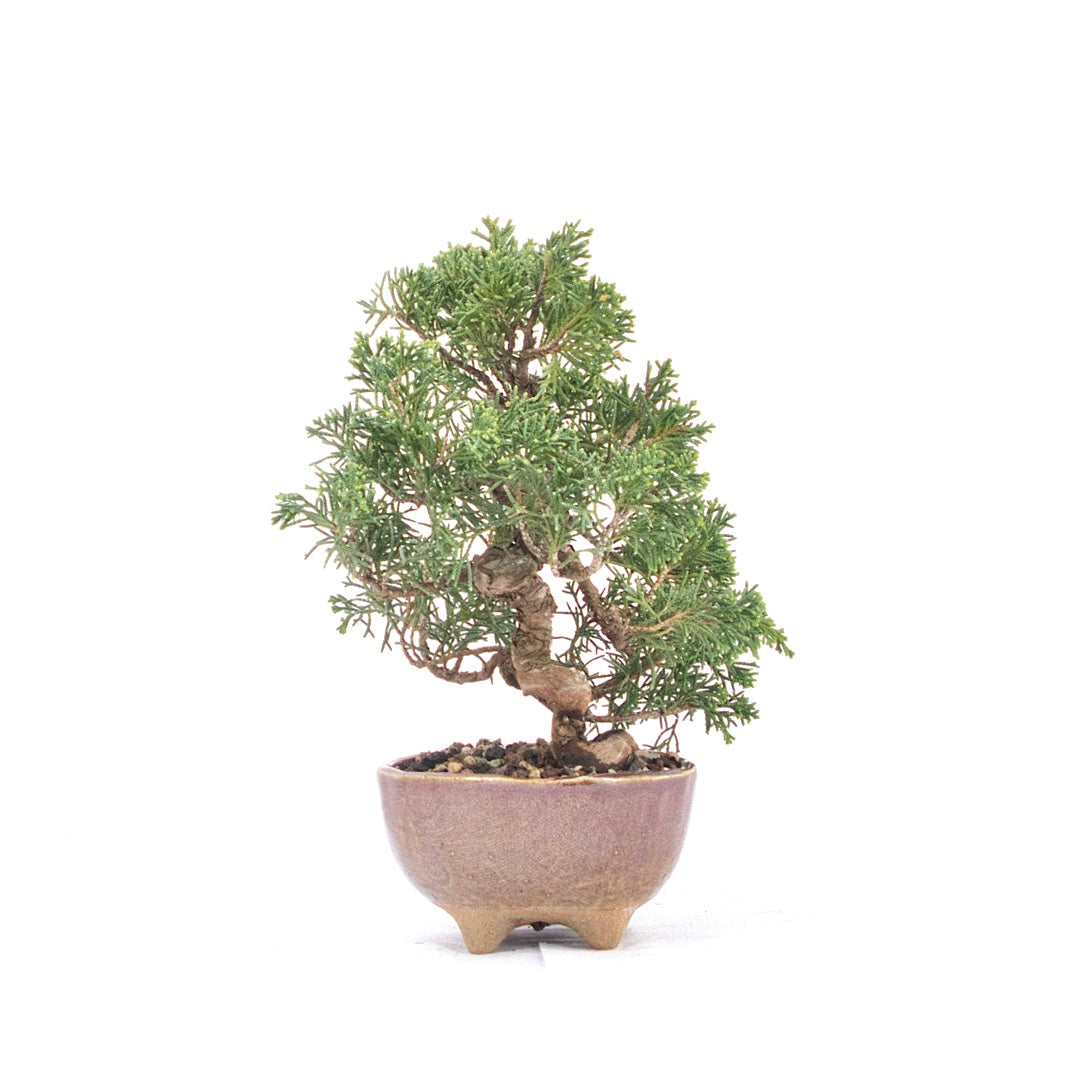 Chinesischer Wacholder 'Juniperus chinensis itoigawa'
