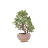 Chinesischer Wacholder 'Juniperus chinensis itoigawa'