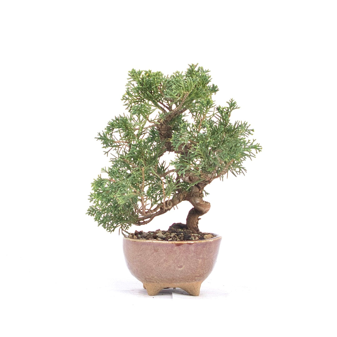 Chinesischer Wacholder 'Juniperus chinensis itoigawa'