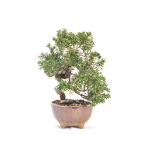 Chinesischer Wacholder 'Juniperus chinensis itoigawa'