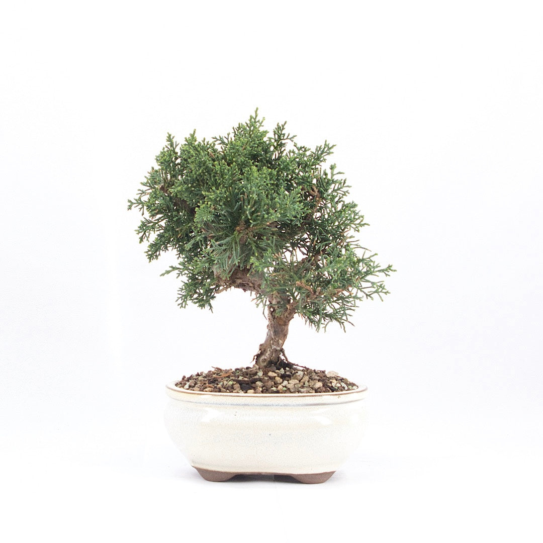 Chinesischer Wacholder 'Juniperus chinensis kyushu'