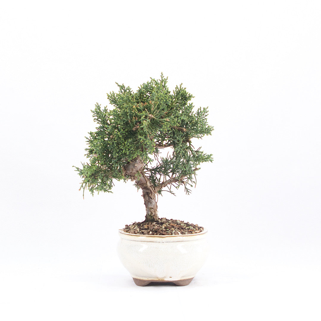 Chinesischer Wacholder 'Juniperus chinensis kyushu'