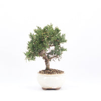 Chinesischer Wacholder 'Juniperus chinensis kyushu'