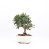 Chinesischer Wacholder 'Juniperus chinensis kyushu'