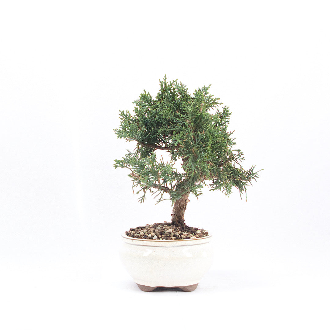 Chinesischer Wacholder 'Juniperus chinensis kyushu'