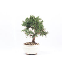 Chinesischer Wacholder 'Juniperus chinensis kyushu'