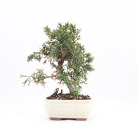 Chinesischer Wacholder 'Juniperus chinensis kyushu'