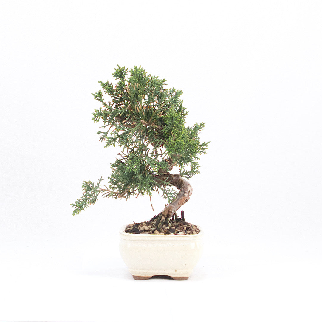Chinesischer Wacholder 'Juniperus chinensis kyushu'