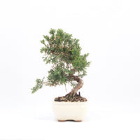 Chinesischer Wacholder 'Juniperus chinensis kyushu'
