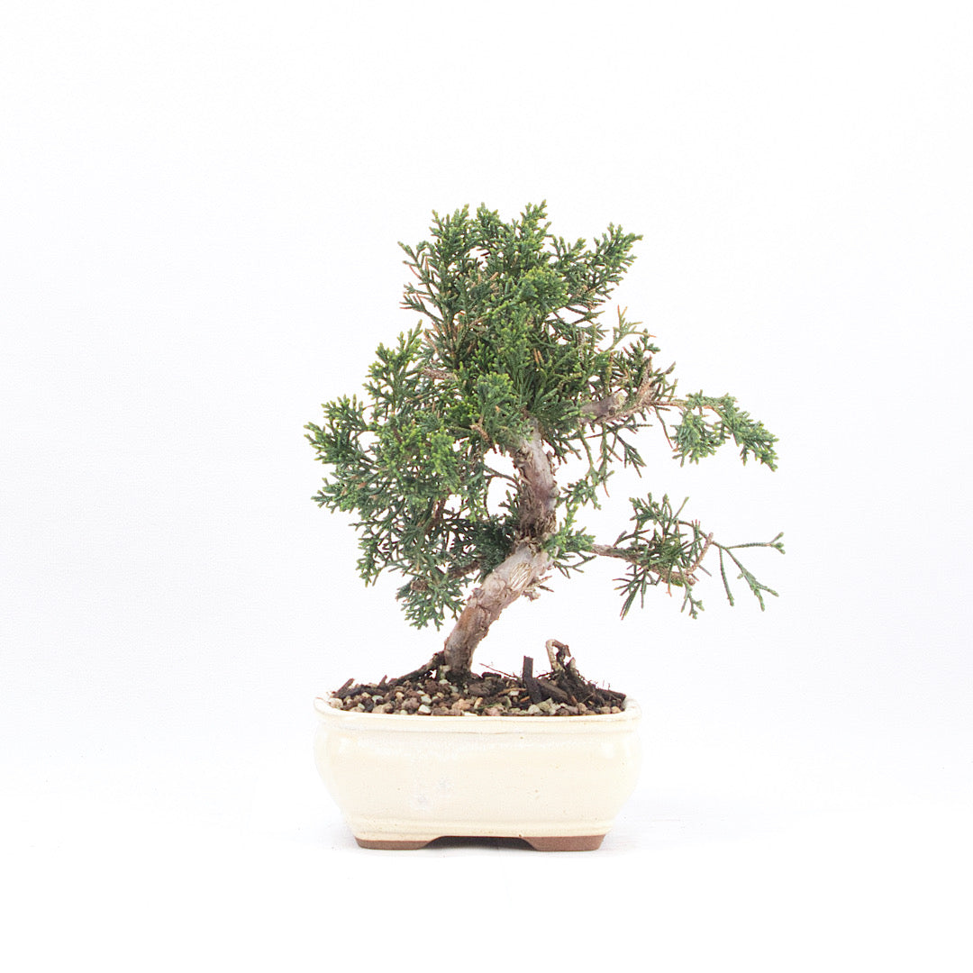 Chinesischer Wacholder 'Juniperus chinensis kyushu'