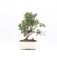 Chinesischer Wacholder 'Juniperus chinensis kyushu'