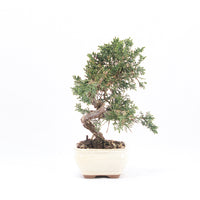 Chinesischer Wacholder 'Juniperus chinensis kyushu'