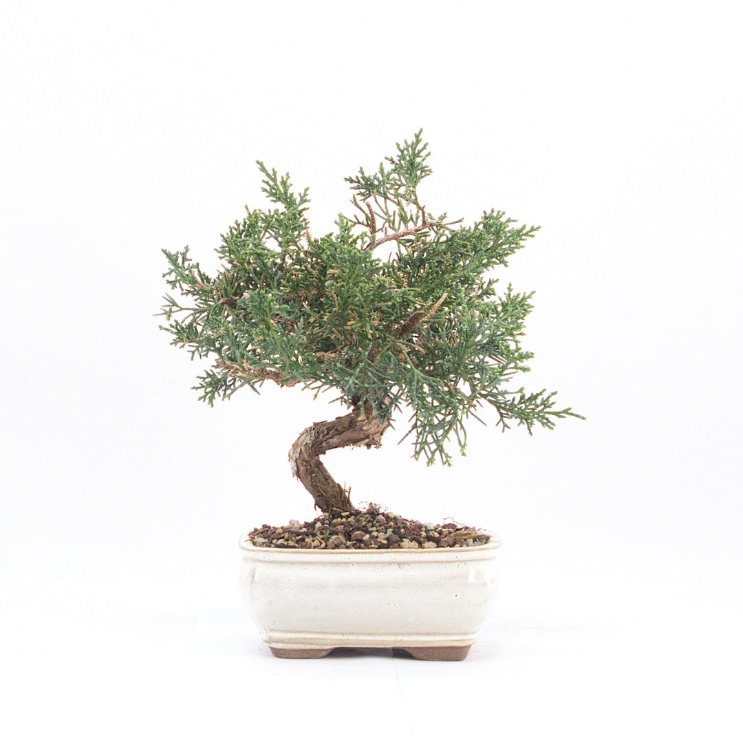 Chinesischer Wacholder 'Juniperus chinensis kyushu'