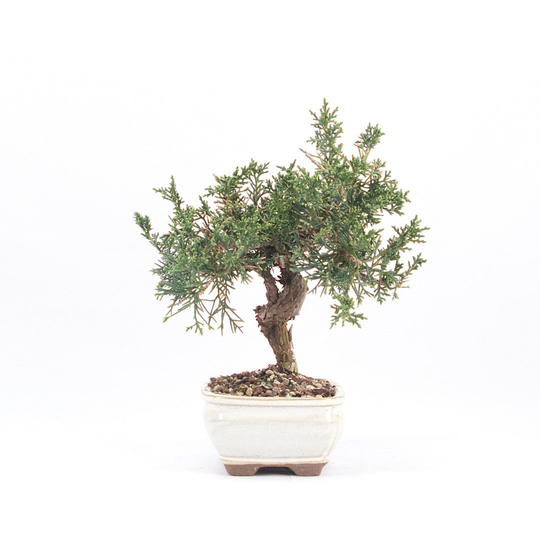 Chinesischer Wacholder 'Juniperus chinensis kyushu'