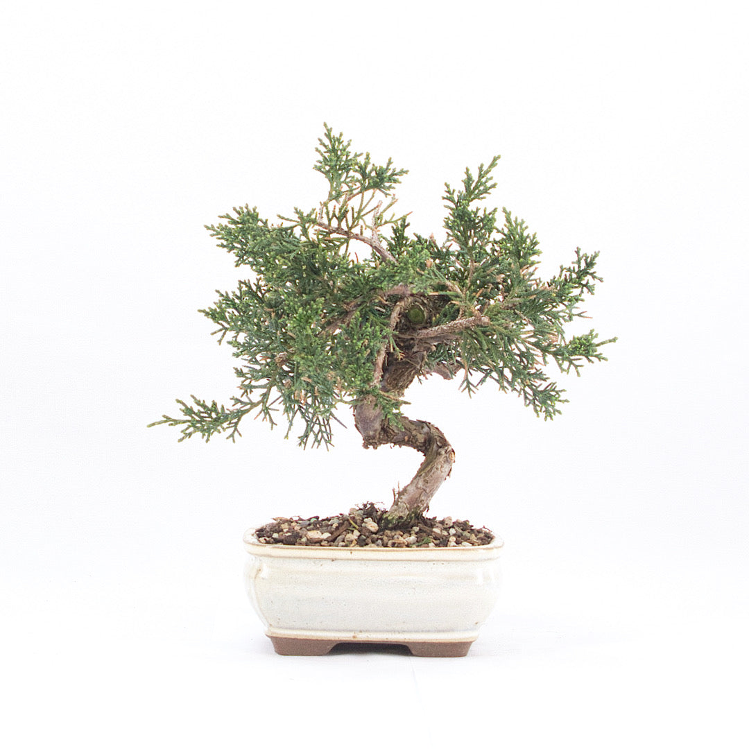 Chinesischer Wacholder 'Juniperus chinensis kyushu'