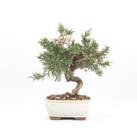 Chinesischer Wacholder 'Juniperus chinensis kyushu'