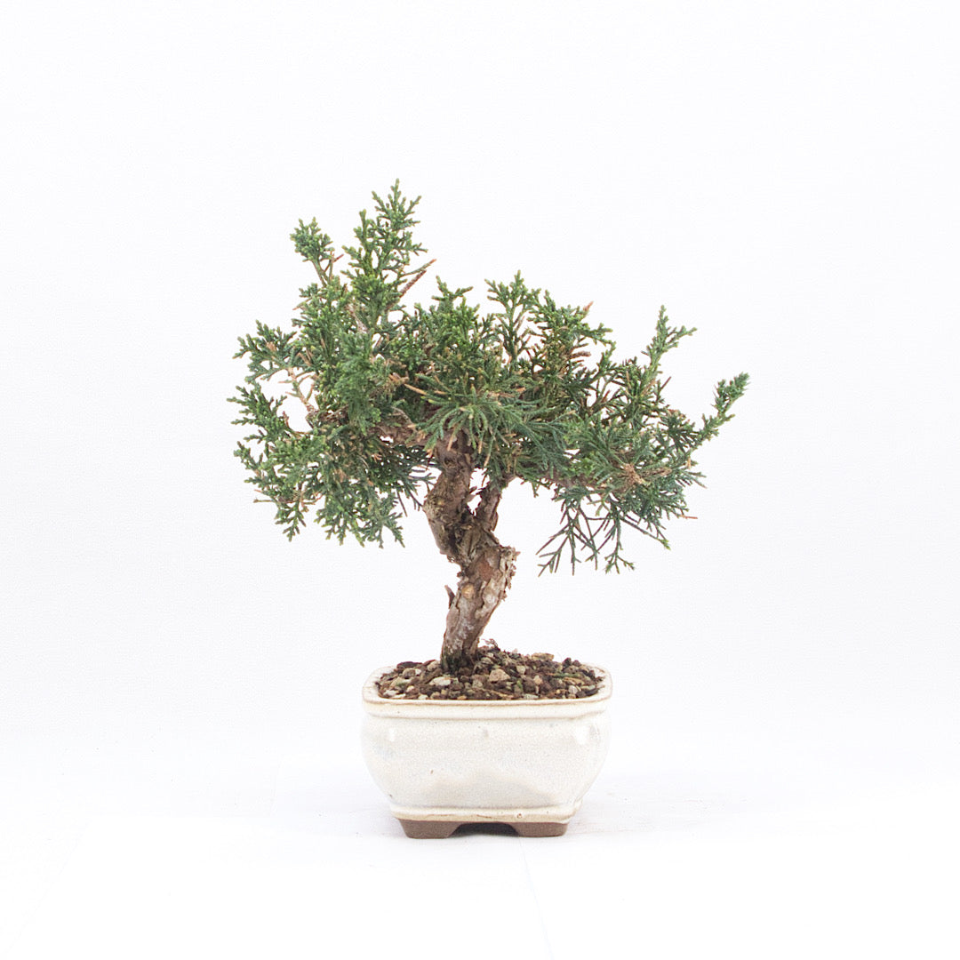 Chinesischer Wacholder 'Juniperus chinensis kyushu'