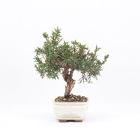 Chinesischer Wacholder 'Juniperus chinensis kyushu'