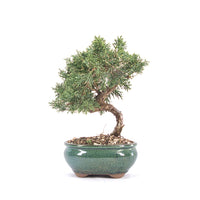 Chinesischer Wacholder 'Juniperus chinensis kyushu'