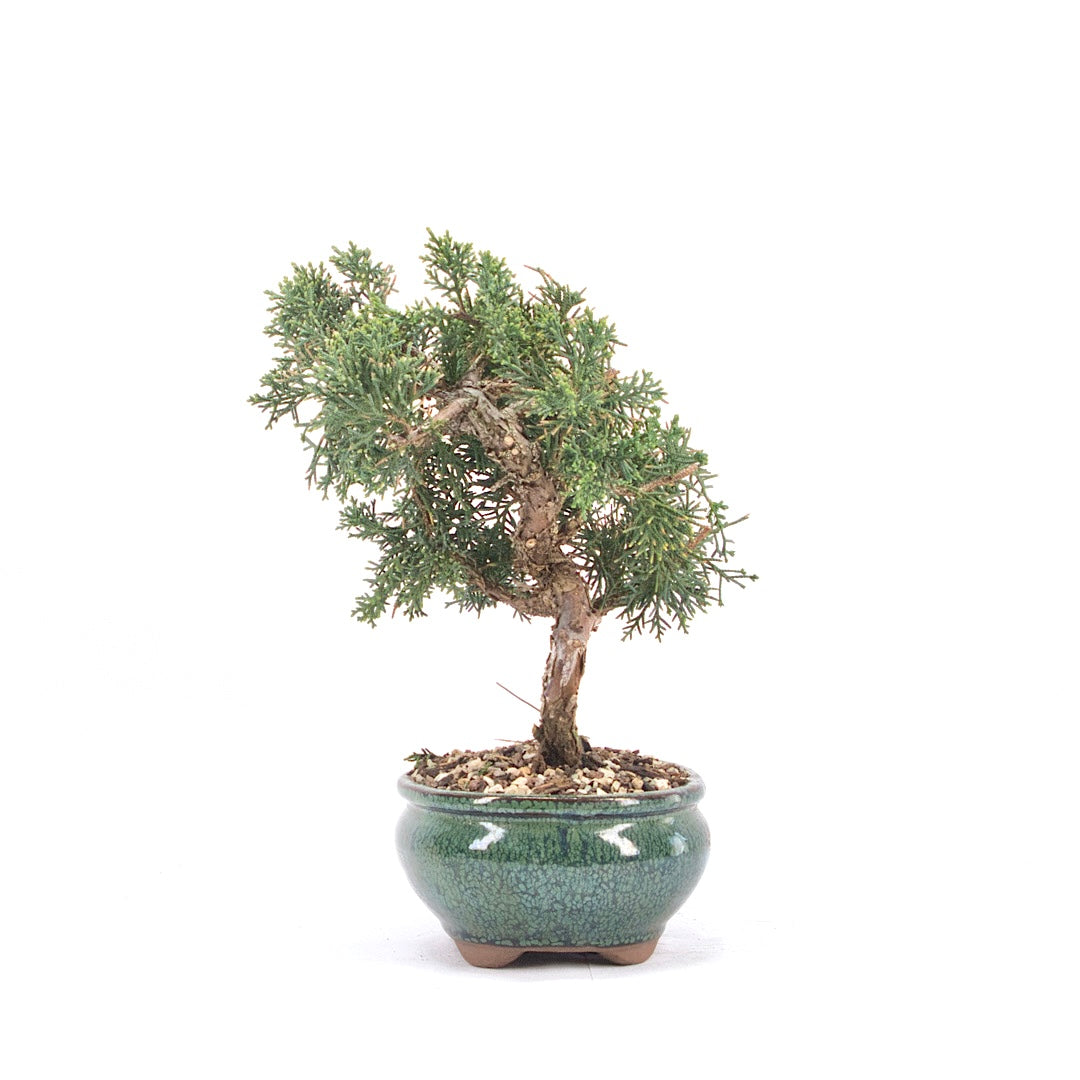 Chinesischer Wacholder 'Juniperus chinensis kyushu'