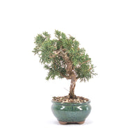 Chinesischer Wacholder 'Juniperus chinensis kyushu'