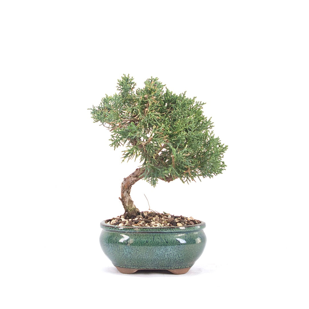 Chinesischer Wacholder 'Juniperus chinensis kyushu'
