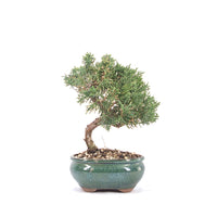 Chinesischer Wacholder 'Juniperus chinensis kyushu'