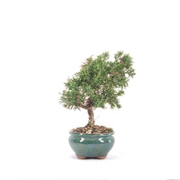 Chinesischer Wacholder 'Juniperus chinensis kyushu'