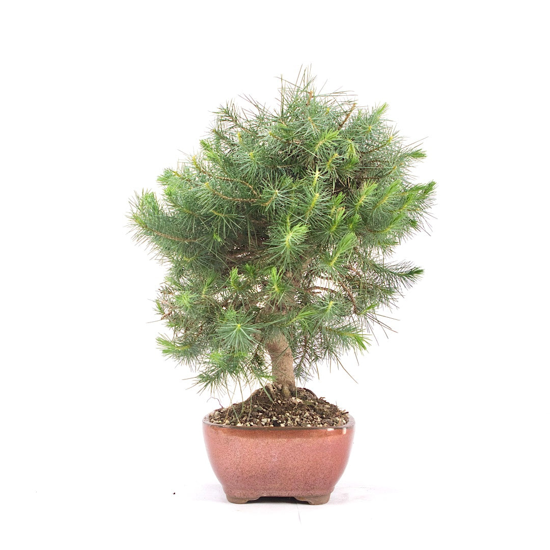 Aleppo-Kiefer 'Pinus halepensis'