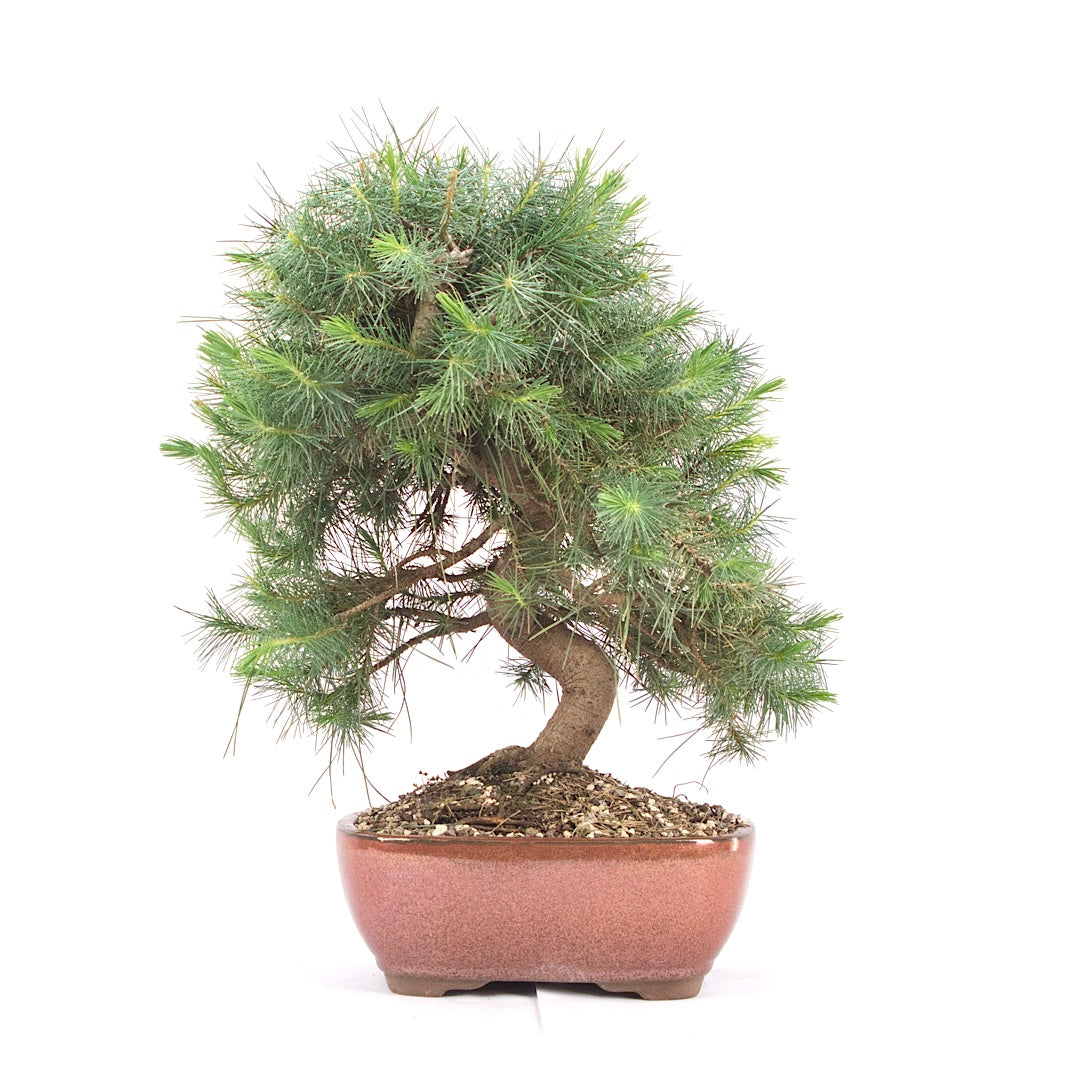 Aleppo-Kiefer 'Pinus halepensis'