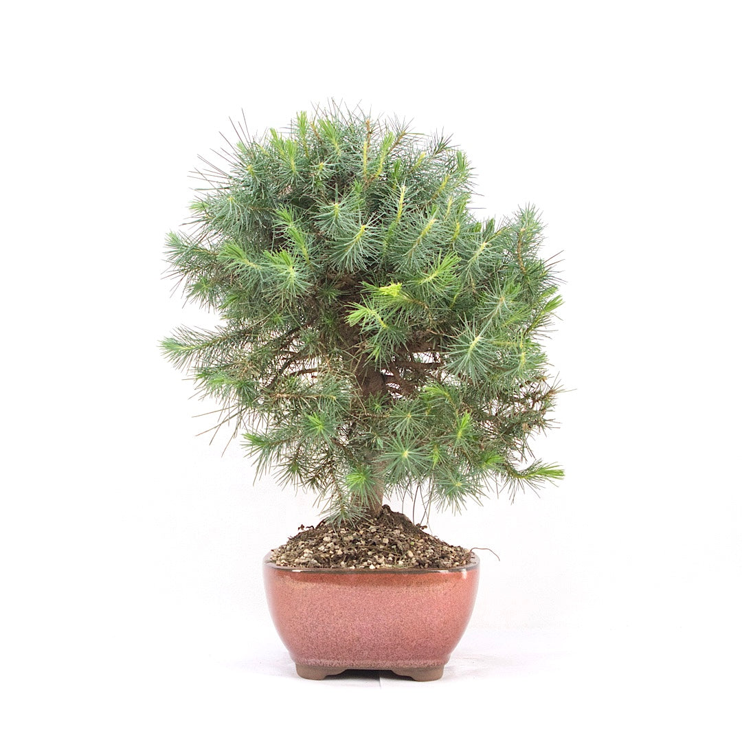 Aleppo-Kiefer 'Pinus halepensis'