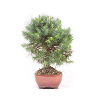 Aleppo-Kiefer 'Pinus halepensis'