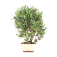 Aleppo-Kiefer 'Pinus halepensis'