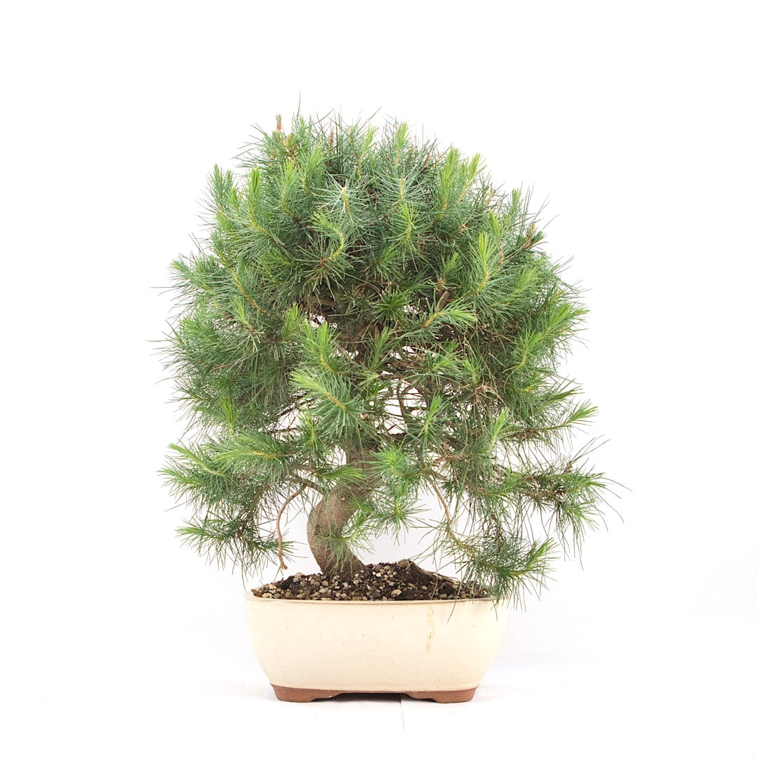 Aleppo-Kiefer 'Pinus halepensis'