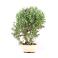 Aleppo-Kiefer 'Pinus halepensis'