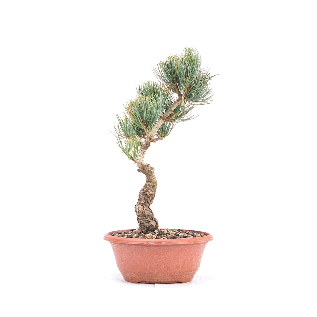 Mädchenkiefer 'Pinus parviflora'
