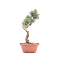 Mädchenkiefer 'Pinus parviflora'