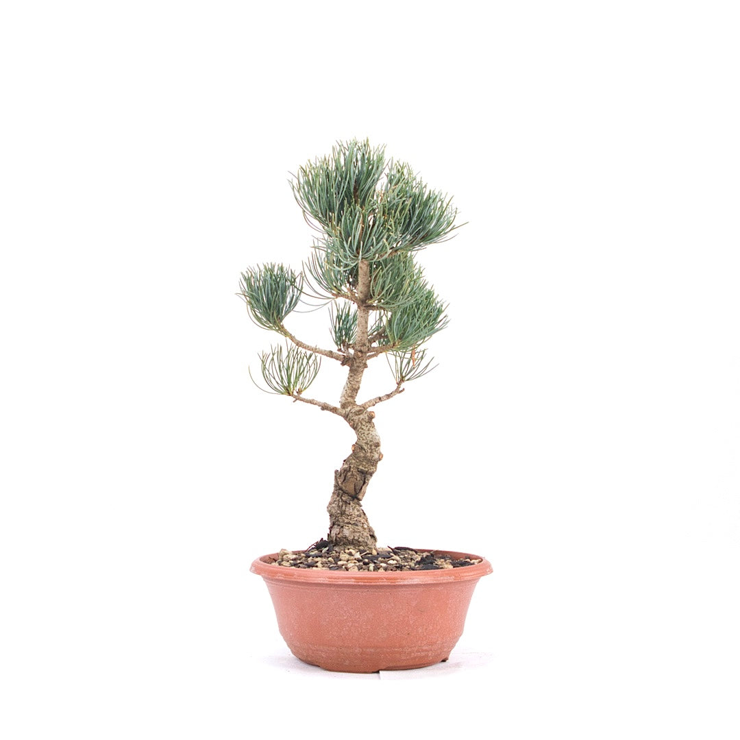 Mädchenkiefer 'Pinus parviflora'