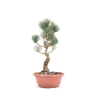 Mädchenkiefer 'Pinus parviflora'