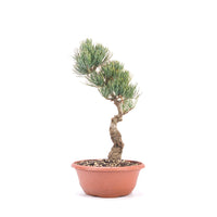 Mädchenkiefer 'Pinus parviflora'
