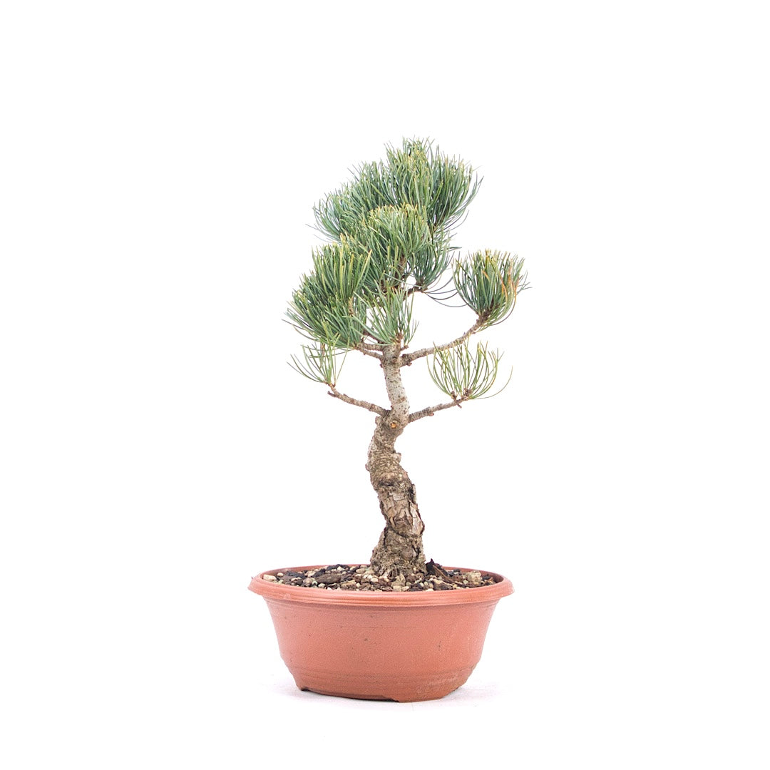 Mädchenkiefer 'Pinus parviflora'