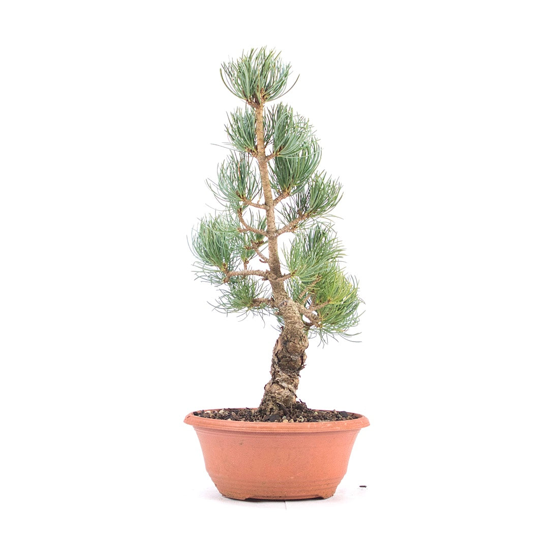 Mädchenkiefer 'Pinus parviflora'
