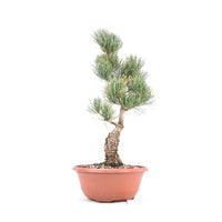 Mädchenkiefer 'Pinus parviflora'