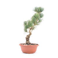 Mädchenkiefer 'Pinus parviflora'