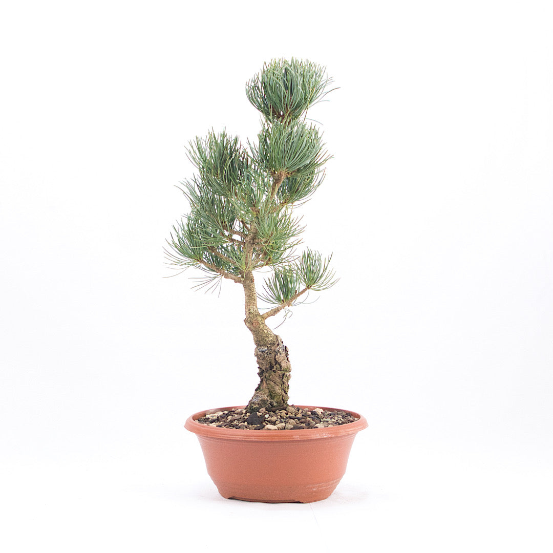 Mädchenkiefer 'Pinus parviflora'