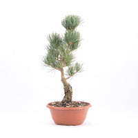 Mädchenkiefer 'Pinus parviflora'