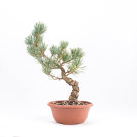 Mädchenkiefer 'Pinus parviflora'