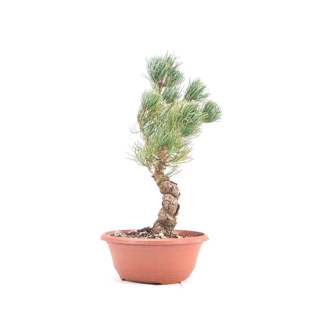 Mädchenkiefer 'Pinus parviflora'