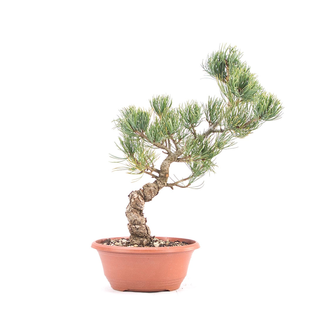 Mädchenkiefer 'Pinus parviflora'